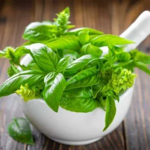 Aceite esencial de Albahaca