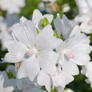 Aceite esencial de Almizcle