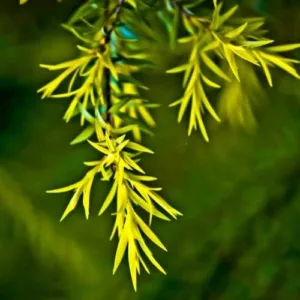 Aceite esencial de Árbol del té