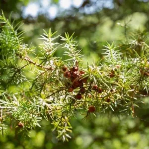 Aceite esencial de Cade de enebro
