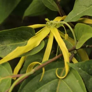 Aceite esencial de Cananga Java