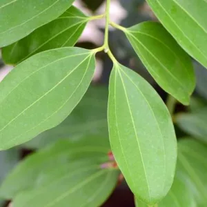 Aceite esencial de Canela hoja