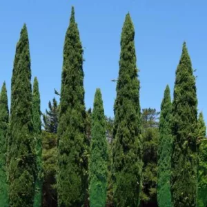 Aceite esencial de Ciprés