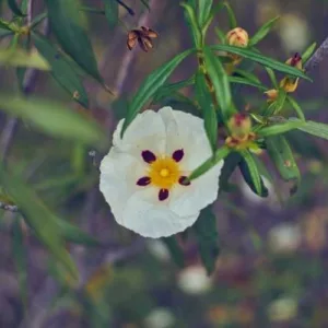 Aceite esencial de Cistus Jara