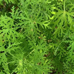 Aceite esencial de Citronela