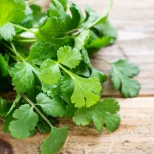 Aceite esencial de Coriandro - Cilantro