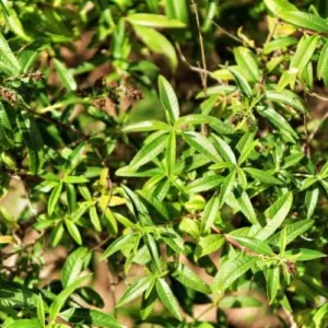 Aceite esencial de Eucalipto citriodora