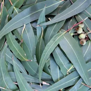 Aceite esencial de Eucalipto crudo