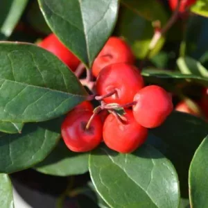 Aceite esencial de Gaulteria