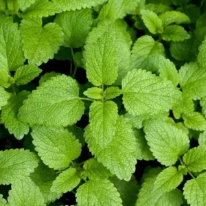 Aceite esencial de Gurjum Bálsamo