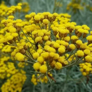 Aceite esencial de Helicrisio Italicum