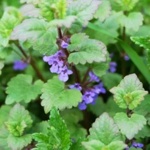 Aceite esencial de Hierba gatera