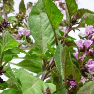 Aceite esencial de Hisopo Cineol