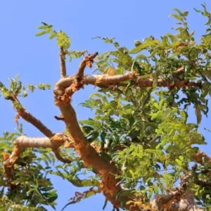 Aceite esencial de Incienso (Boswellia carterii)