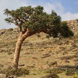 Aceite esencial de Incienso (Boswellia serrata)