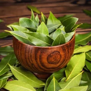 Aceite esencial de Laurel