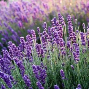 Aceite esencial de Lavanda búlgara
