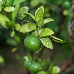 Aceite esencial de Mandarina verde