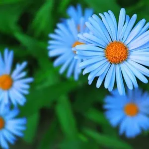Aceite esencial de Manzanilla Azul
