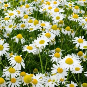 Aceite esencial de Manzanilla Romana