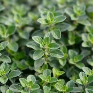 Aceite esencial de Mejorana dulce