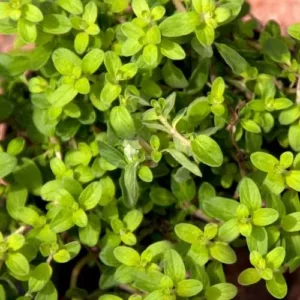 Aceite esencial de Mejorana española