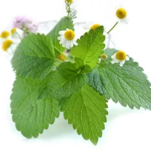 Aceite esencial de Melissa