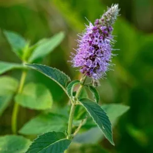 Aceite esencial de Menta arvensis