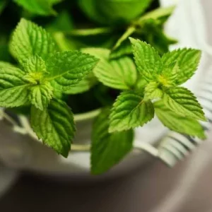 Aceite esencial de Menta piperita
