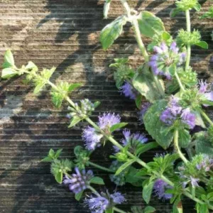 Aceite esencial de Menta poleo