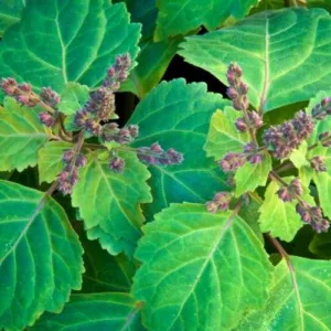 Aceite esencial de Pachuli