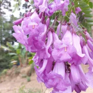 Aceite esencial de Palo de Rosa