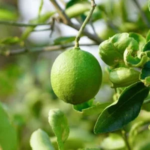 Aceite esencial de Petitgrain limonero
