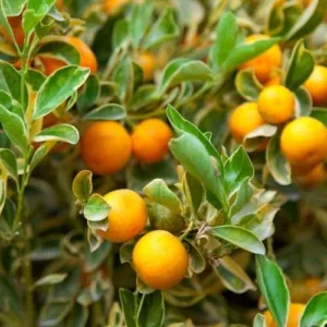Aceite esencial de Petitgrain mandarina