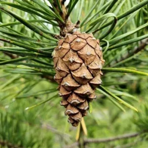 Aceite esencial Pino silvestre