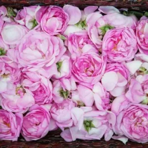 Aceite esencial de Rosa absoluto