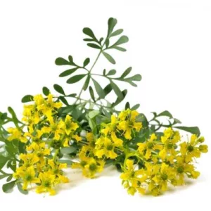 Aceite esencial de Ruda
