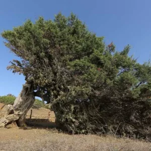 Aceite esencial de Sabina