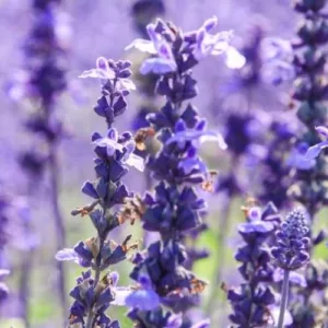 Aceite esencial de Salvia Officinalis