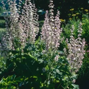 Aceite esencial de Salvia sclarea
