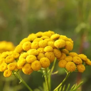 Aceite esencial de Tanaceto