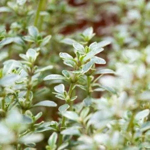 Aceite esencial de Tomillo timol vulgaris