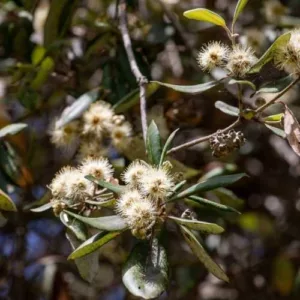 Aceite esencial de Turpentine(Trementina)