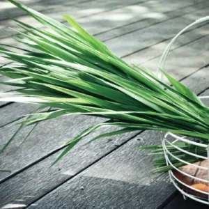 Aceite esencial de Vetiver Java