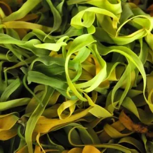 Aceite esencial de Ylang-Ylang Extra