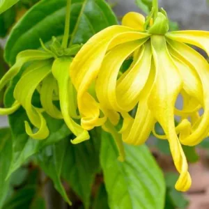 Aceite esencial de Ylang- Ylang II