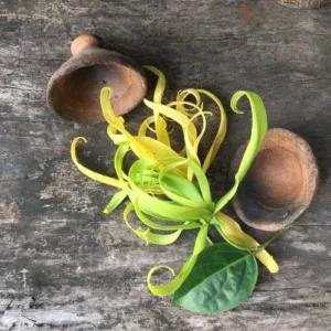 Aceite esencial de Ylang Ylang Totum o completo