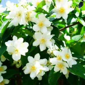 Aceite esencial de Jazmín absoluto
