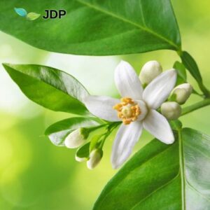 Close-up of a white flower with orange stamen on a green leafy branch with buds; JDP logo in the top-left.
