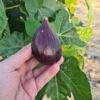 higo negro ecológico